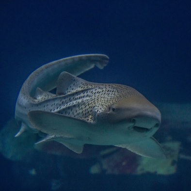 Bedreiging en bescherming