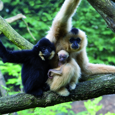 Over de voortplanting