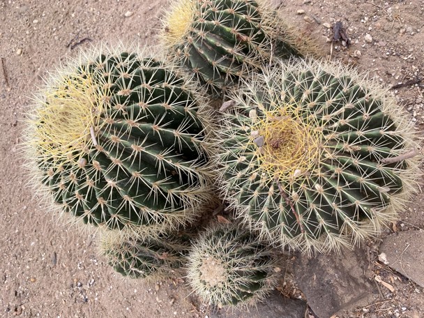 De schoonmoedersstoel in Burgers’ Desert