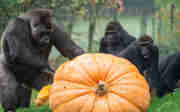 Goedheiligman verrast gorilla's met reuzenpompoen