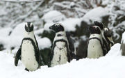 Pinguïns naar binnen vanwege kou