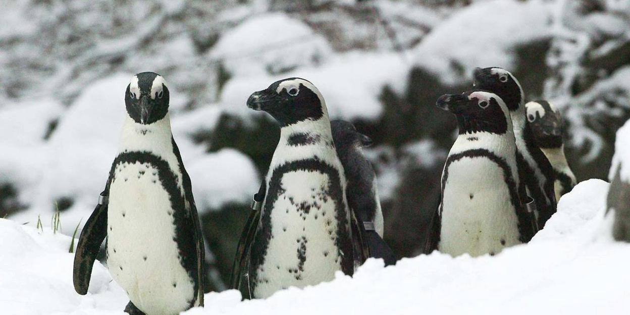 Pinguïnperikelen