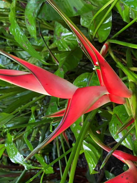 Bijzondere aanpassing aan de leefomgeving