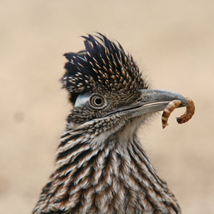 Handopfok bij renkoekoeken