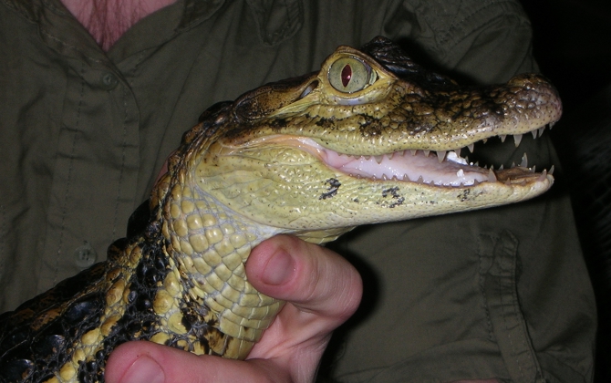 Kaaimannen in de Bush