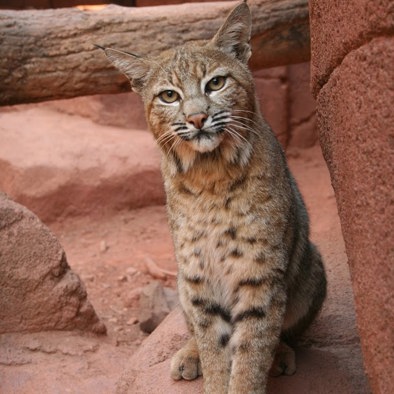 Bedreiging en bescherming