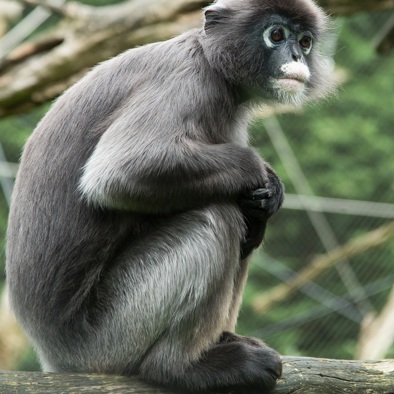 Bedreiging en bescherming