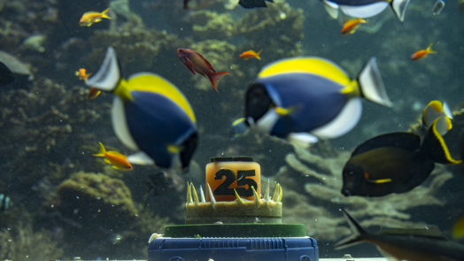 25-jarige Ocean trakteert koraalvissen op taart