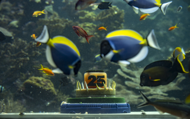 25-jarige Ocean trakteert koraalvissen op taart