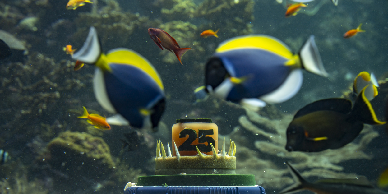 25-jarige Ocean trakteert koraalvissen op taart