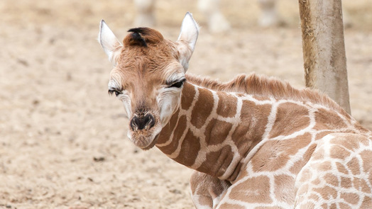 Nachtelijk gedrag van de giraffen
