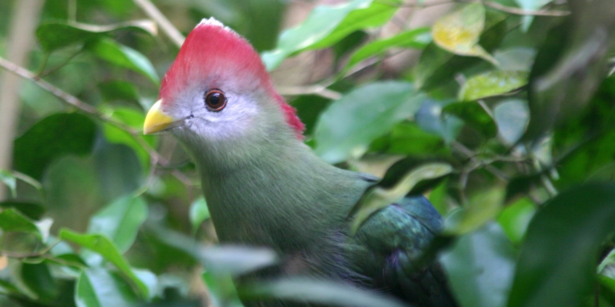 Misplaatste vogels: toerako’s 