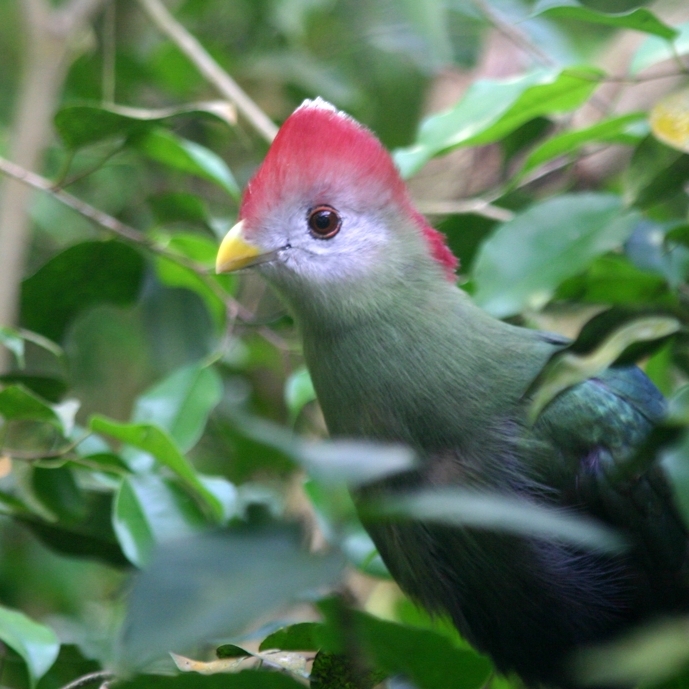 Misplaatste vogels: toerako’s