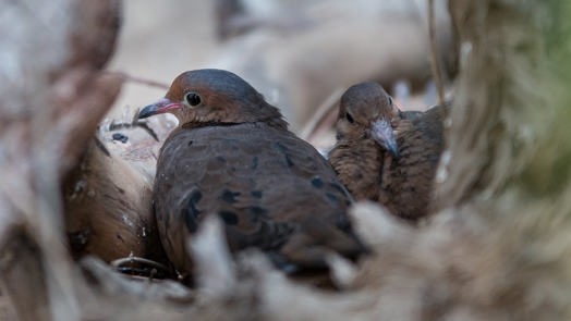 Vogelsprookje?