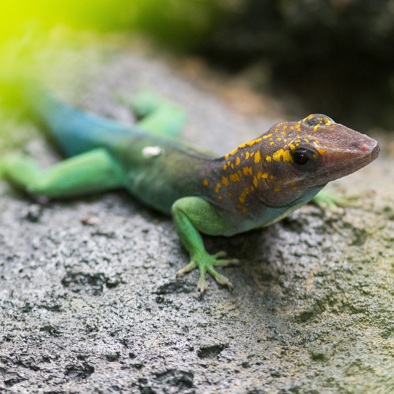 Over de voortplanting