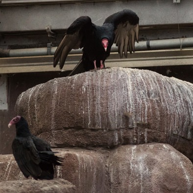 Over de voortplanting