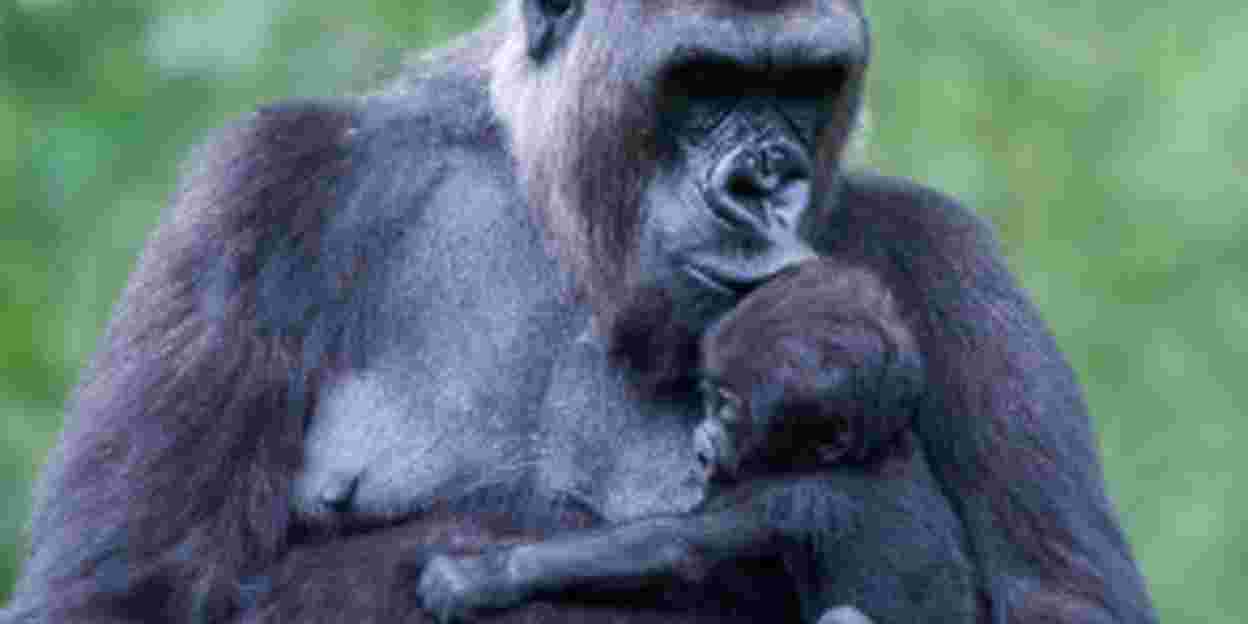 Zesde gorillageboorte is Arnhems record