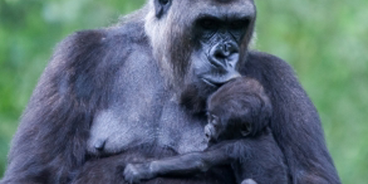 Zesde gorillageboorte is Arnhems record