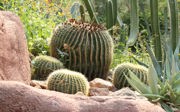 Wat is een ecodisplay? De Desert