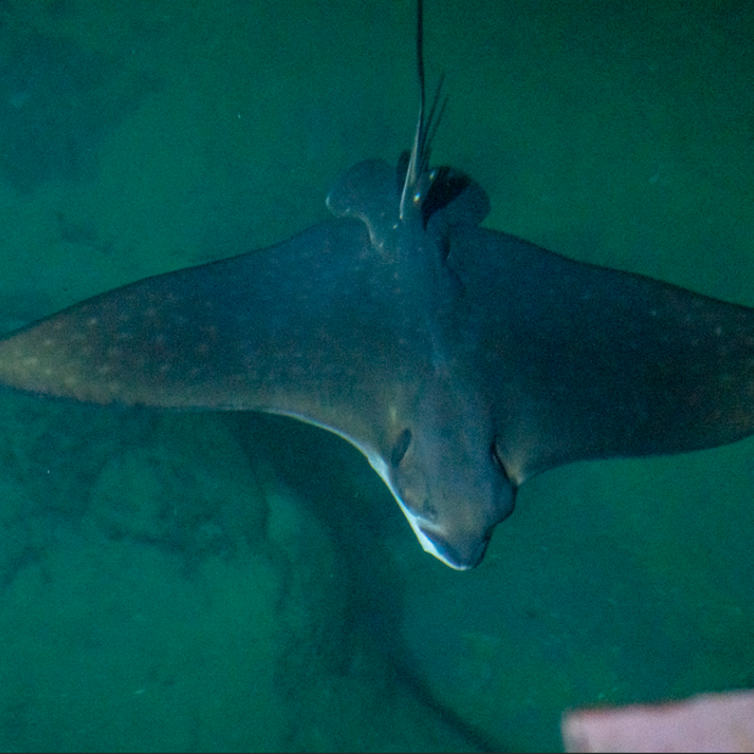 Adelaarsrog naar Frankrijk