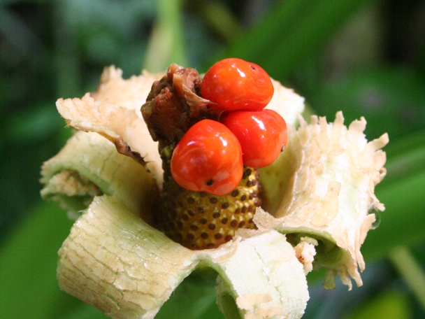 Gebruik door de mens 
