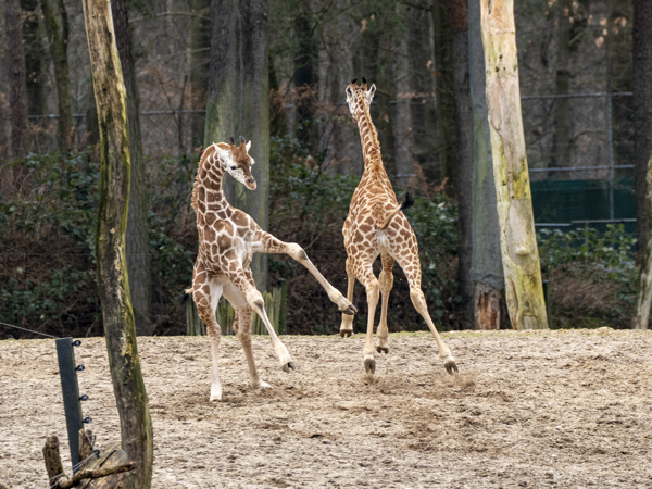 8fba9e19-1bb7-41e7-840b-3652ae1d8798