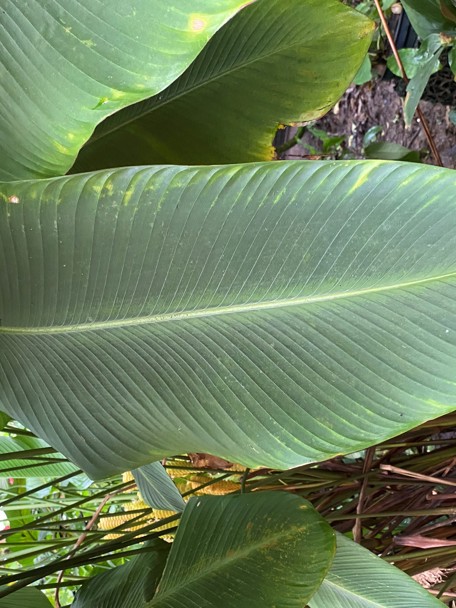 Gebruik door de mens