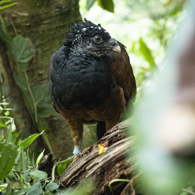 Over de voortplanting