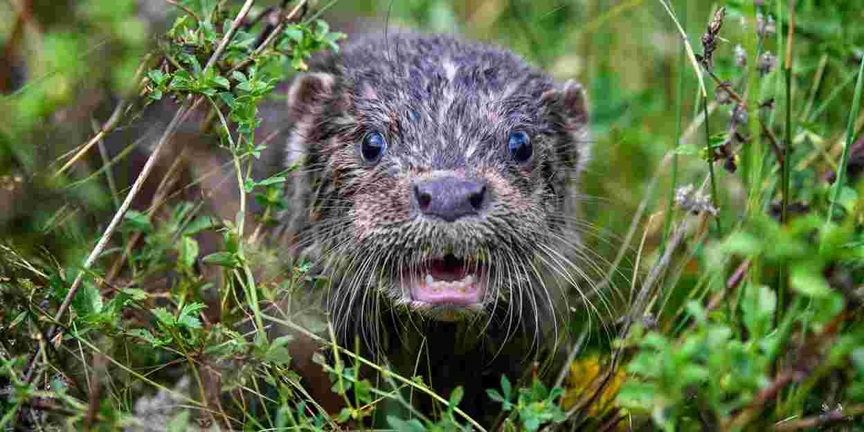 De otter en bever zijn helemaal terug in Nederland!