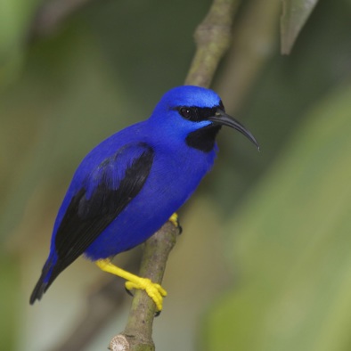 Bedreiging en bescherming