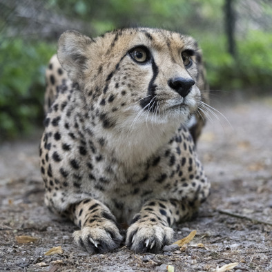 Bedreiging en bescherming