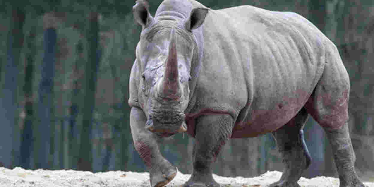 Live webcam volgt drachtige neushoorn
