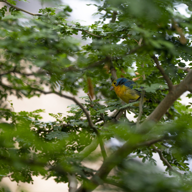 Over de voortplanting