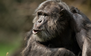 Chimpanseemannetjes onder elkaar