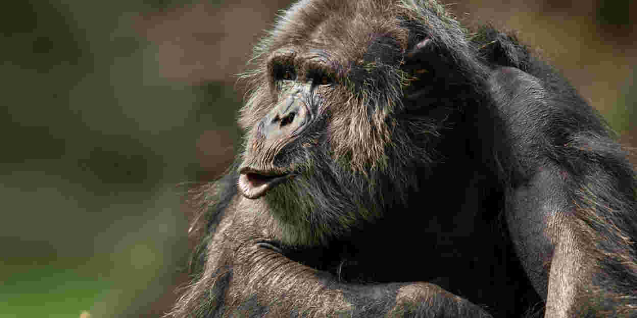 Chimpanseemannetjes onder elkaar