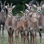 Lees meer over: Basterdgemsbok