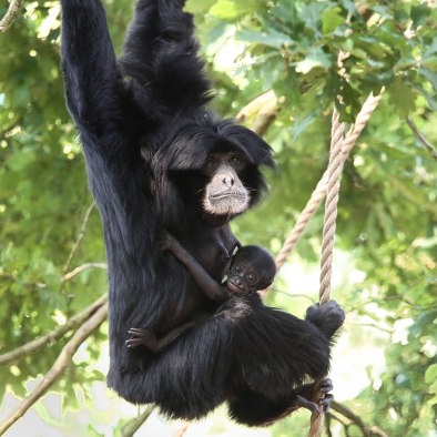 Over de voortplanting