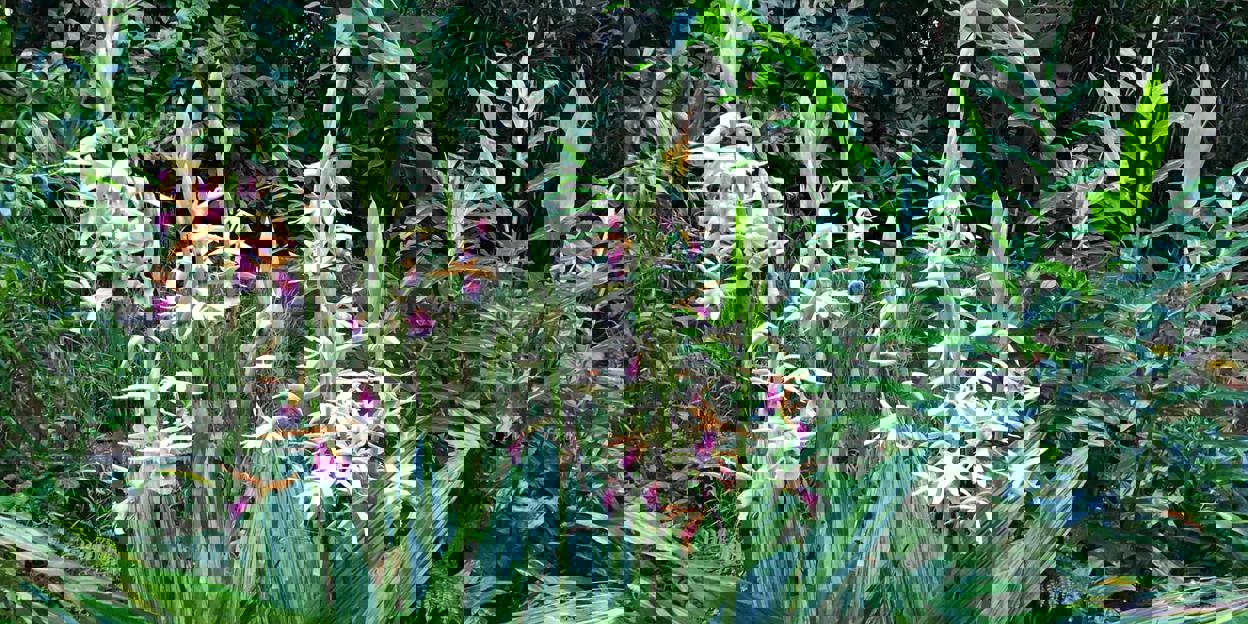 Wat is een ecodisplay? De Bush