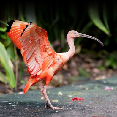 Bedreiging en bescherming