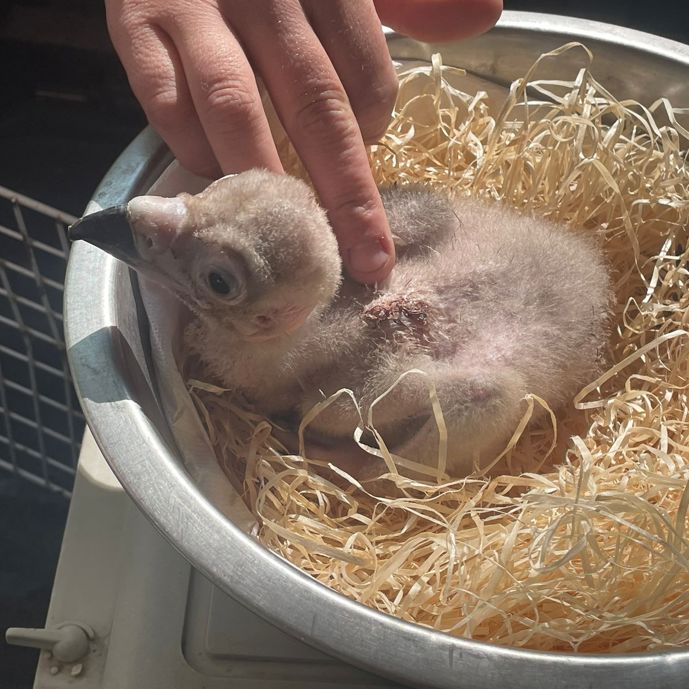 Monniksgieren druk in de weer als ‘foster parents’