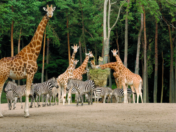 We zoeken een stagiair  