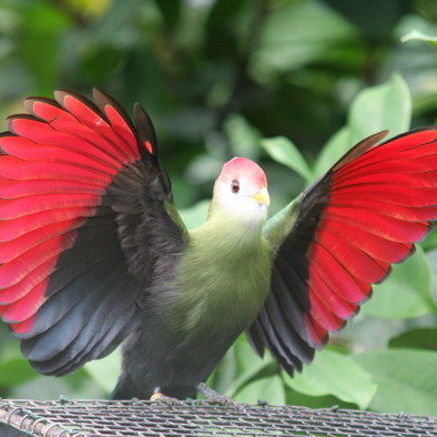 Bedreiging en bescherming