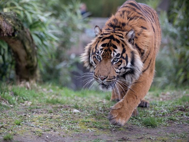 Hoeveelheid geld niet verwant Imitatie Sumatraanse tijger
