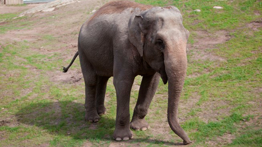Zweedse olifant emigreert naar het zuiden