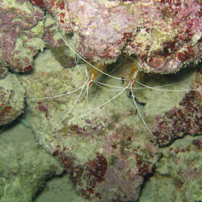 Over de voortplanting