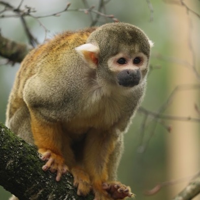 Bedreiging en bescherming