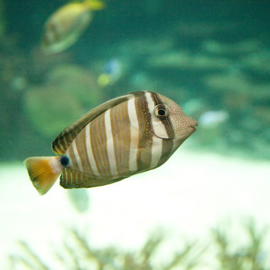 Over de voortplanting