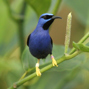 Lees meer over: Purperen suikervogel