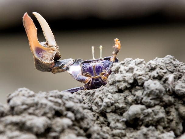 Van levensbelang voor de biodiversiteit