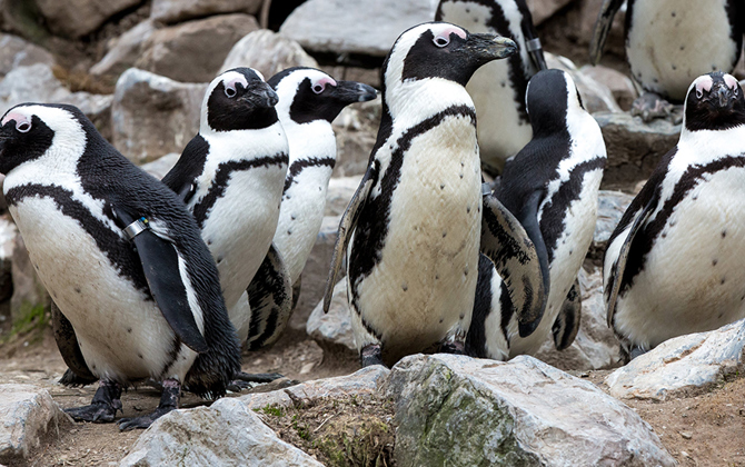 Camouflage bij dieren: countershading